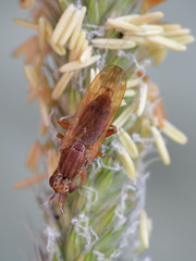 Elgiva solicita