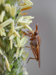 Elgiva solicita