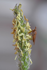 Elgiva solicita