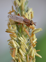 Elgiva solicita