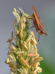 Elgiva solicita