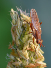 Elgiva solicita