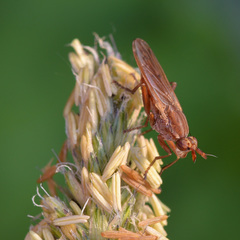 Elgiva solicita