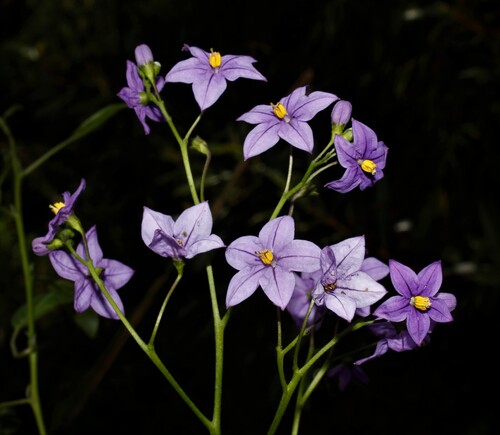 Pear-leaf nightshade (Solanum pyrifolium)