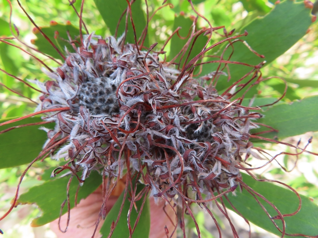 Leucospermum fulgens; photograph (c) linkie, some rights reserved (CC BY)