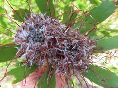 Leucospermum fulgens