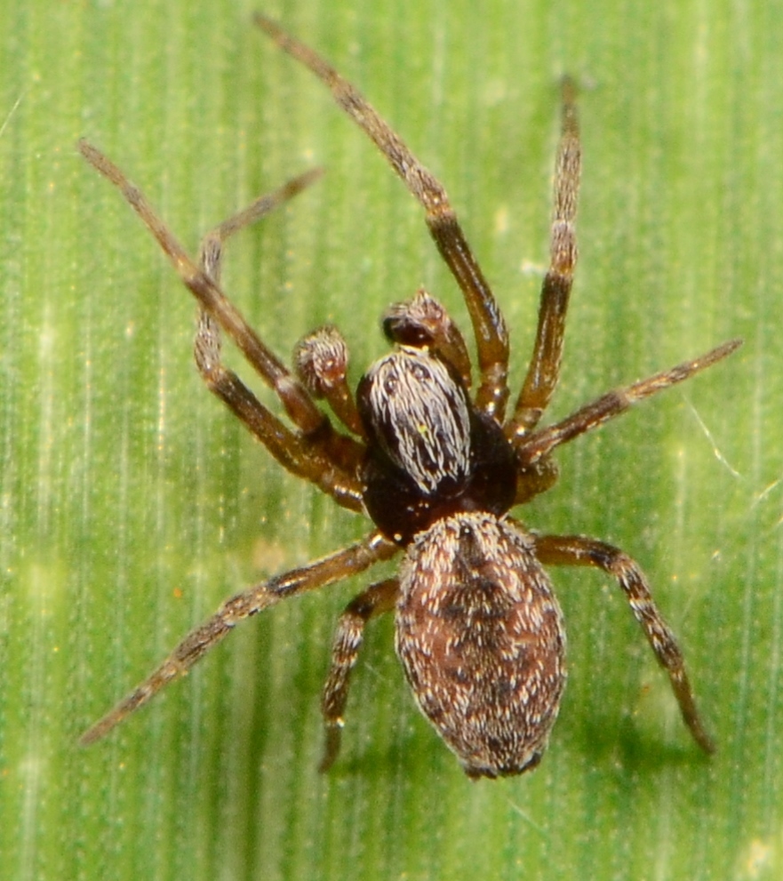 Grass Mesh-web Spider