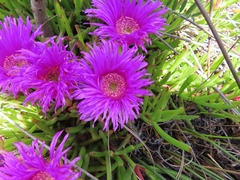 Carpobrotus muirii
