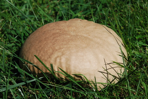 Purple-spored Puffball