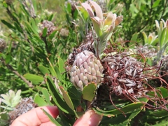 (c) linkie, some rights reserved (CC BY) Leucospermum fulgens, photograph (c) linkie, some rights reserved (CC BY)