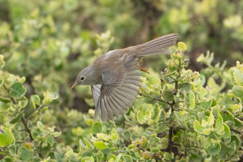 Slender-billed Finch (Xenospingus concolor), photo 7