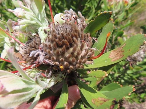 Leucospermum fulgens, photograph 3