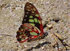 Graphium cyrnus
