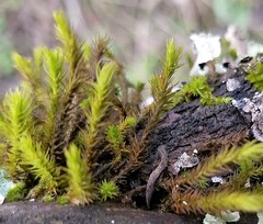 Orthotrichum papillosum