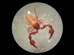 Mirochernes dentatus