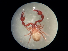 Mirochernes dentatus