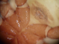 Mirochernes dentatus