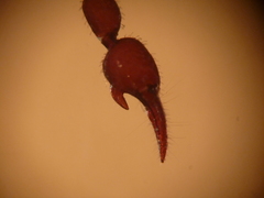 Mirochernes dentatus