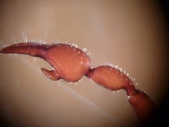 Mirochernes dentatus