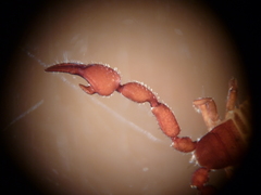 Mirochernes dentatus