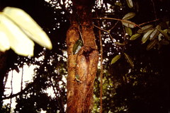 Ecnomiohyla miliaria