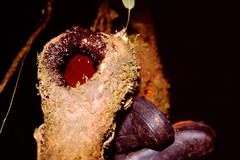 Ecnomiohyla miliaria