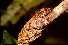 Ecnomiohyla miliaria