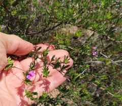 Indigofera angustifolia