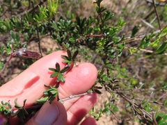 Indigofera angustifolia