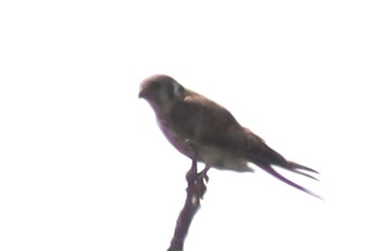 American Kestrel