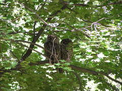Strix occidentalis lucida