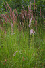 Purple Small-Reed - Photo (c) Christian Fischer, some rights reserved (CC BY-SA)