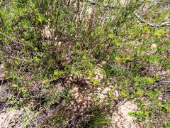 Indigofera angustifolia