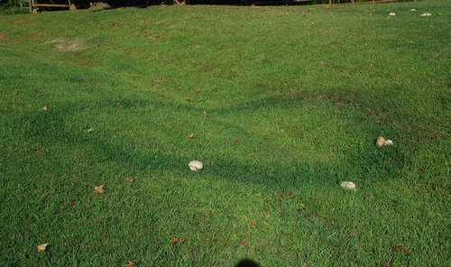Purple-spored Puffball