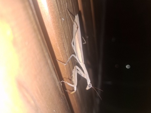 European Mantis