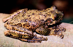 Ecnomiohyla miliaria