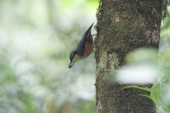 Sitta himalayensis