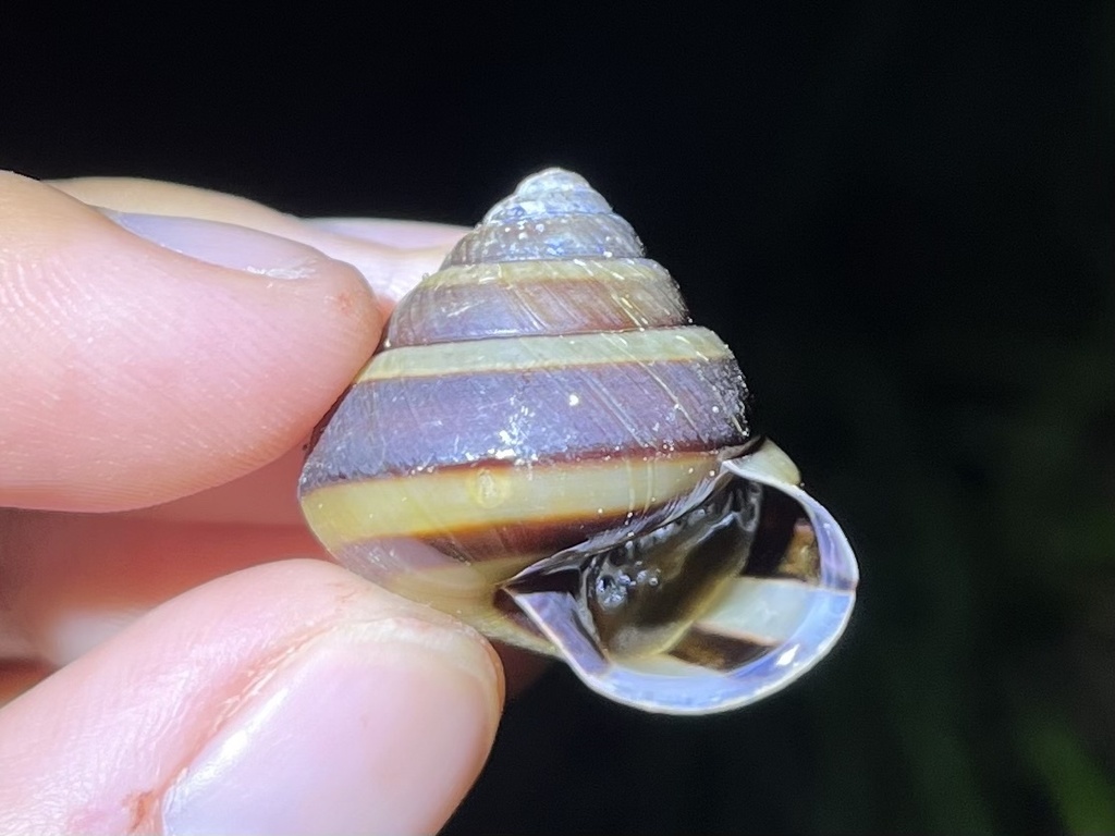 Satsuma adelinae
