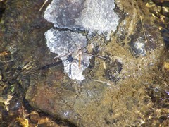 Tipula noveboracensis