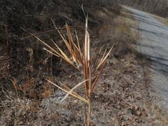 Andropogon gyrans