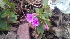 Mirabilis multiflora