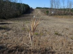 Andropogon gyrans