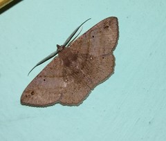 Petelia medardaria