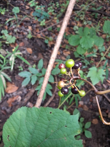 Ampelocissus latifolia (Ampelocissus latifolia)