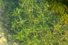 Intermediate Water-Starwort - Photo (c) James K. Lindsey, some rights reserved (CC BY-SA)