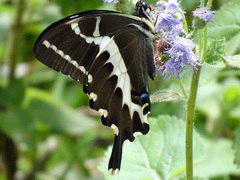 Papilio delalandei