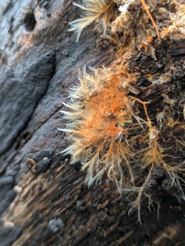 Rhizochaete filamentosa