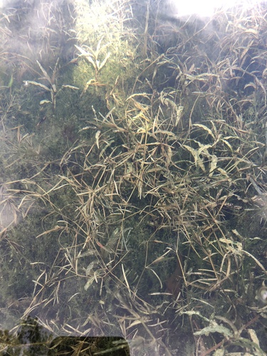 Blunt-leaved pondweed (Potamogeton obtusifolius)