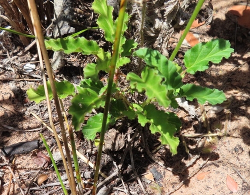 Monsonia emarginata