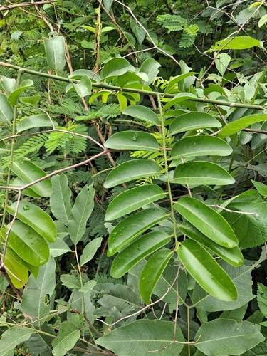 Climbing olax (Olax scandens)